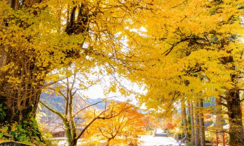 岐阜県郡上市白鳥白山長滝神社の銀杏