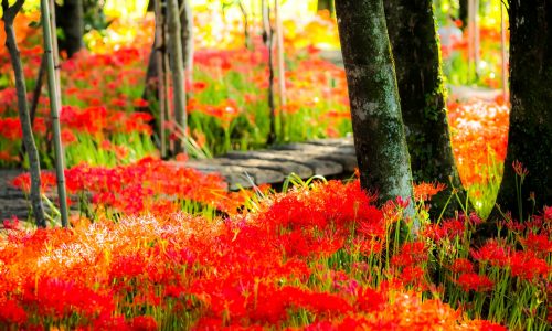 岐阜県本巣市やすらぎの林の彼岸花