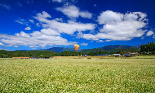 椛の湖自然公園そば畑