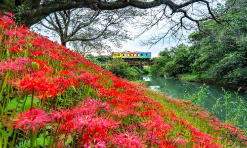彼岸花と樽見鉄道