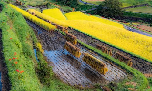 中野方町の坂折棚稲刈りの時期