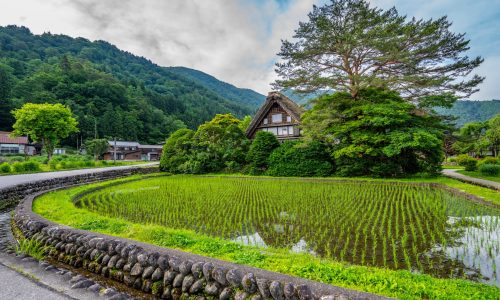 田植えの終わった白川郷